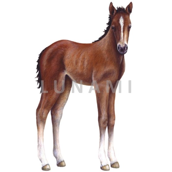 Samolepka MAXI na zeď Kůň hříbě - výška 118cm